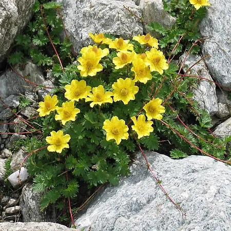 Apartment Ferienbauernhof - Berger *
