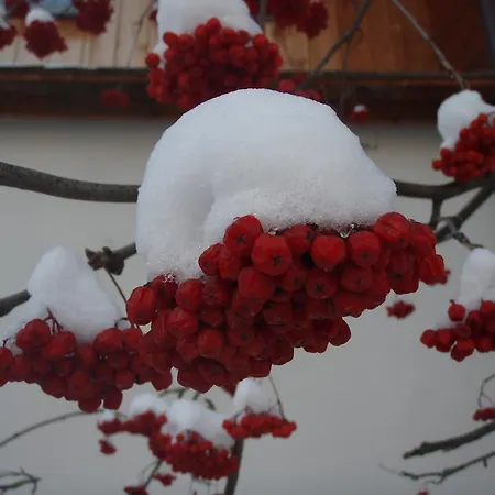 Ferienbauernhof - Berger