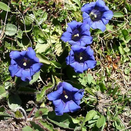 Ferienbauernhof - Berger * Kals-am Großglockner