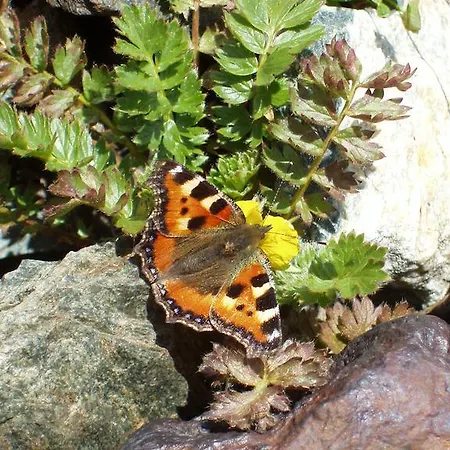 Ferienbauernhof - Berger Apartment Kals-am Großglockner