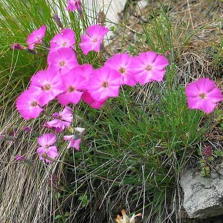 Apartman Ferienbauernhof - Berger